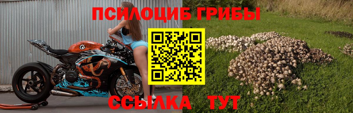 Псилоцибиновые грибы Cubensis  Вход с VPN  Острогожск 